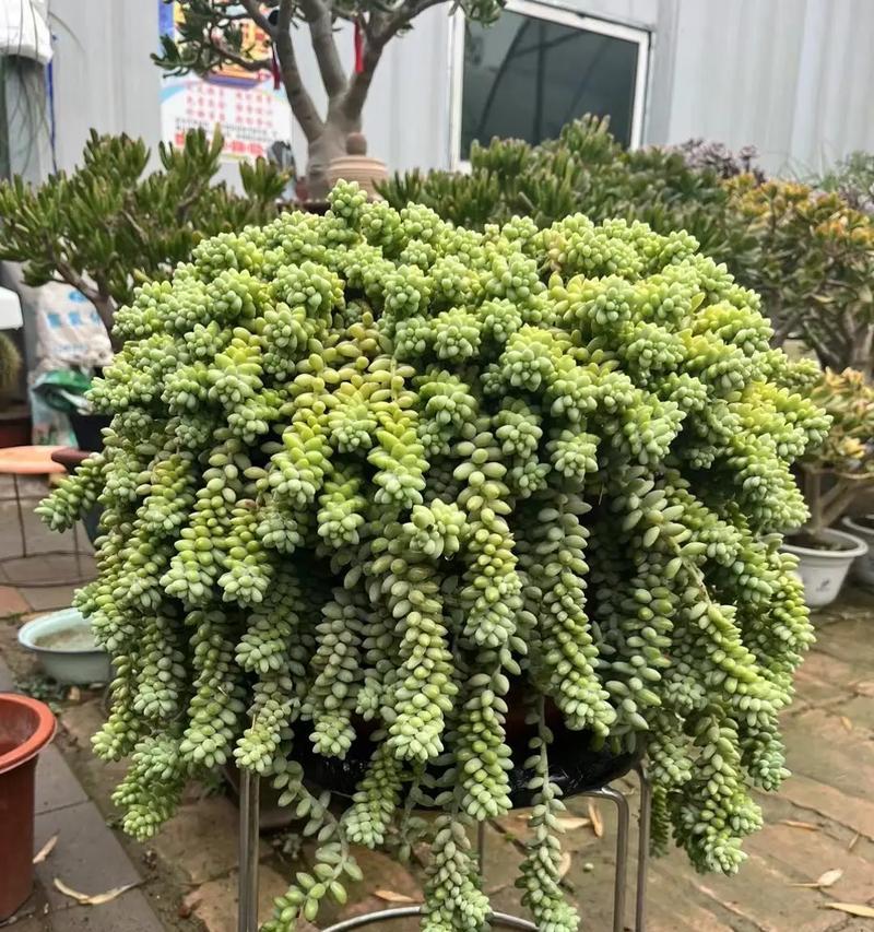 五指山植物的正确浇水技巧？