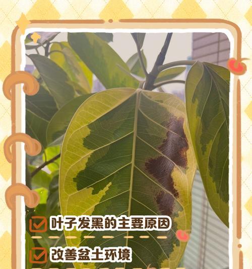 黄金榕叶子发黄枯萎的解决措施？
