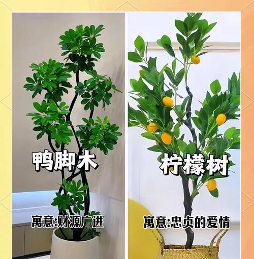 黄金榕叶子发黄枯萎的解决措施？