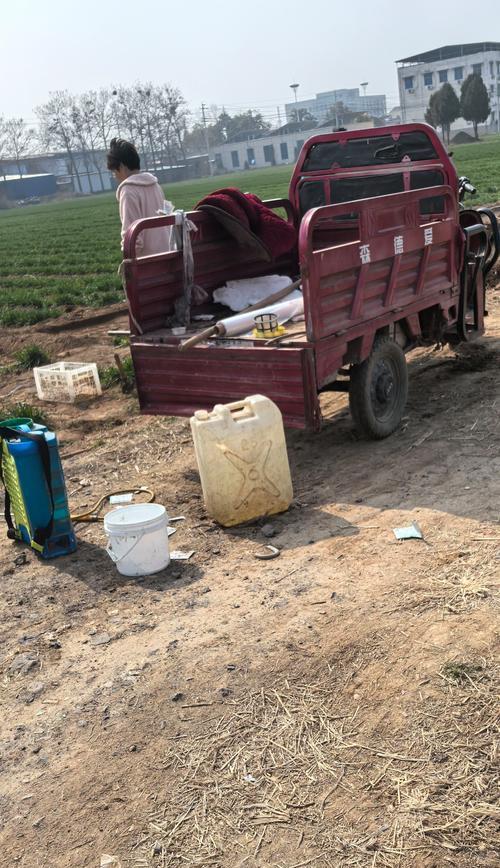 辣椒撒种的最佳时间是什么时候？