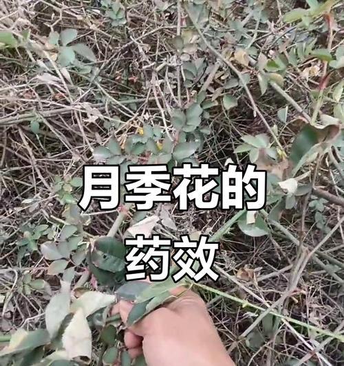 野生月季的灭杀方法有哪些？