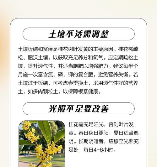 桂花树老桩叶子尖发黄干枯的处理方法是什么？