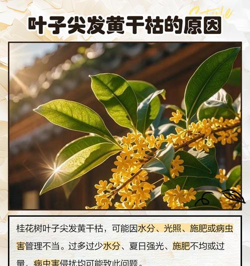 桂花树老桩叶子尖发黄干枯的处理方法是什么？