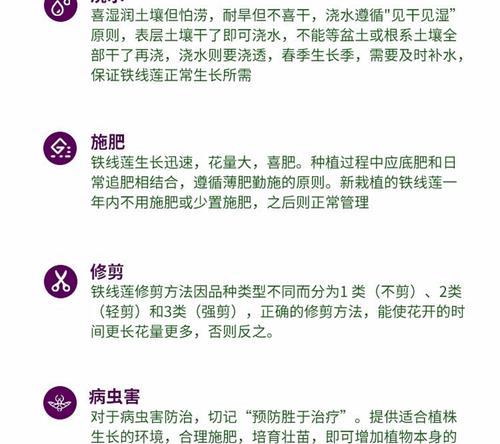 铁线莲在木箱中种植的步骤是什么？