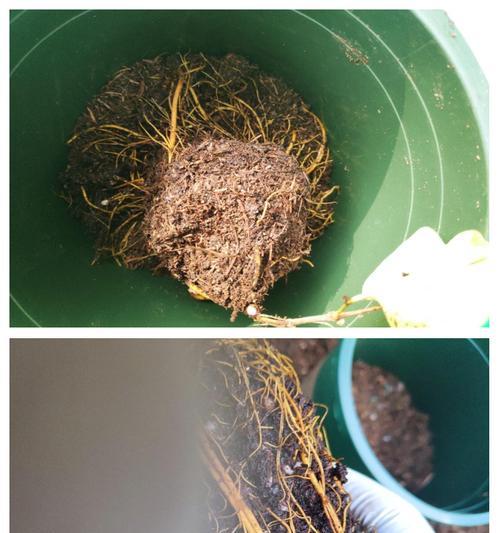 铁线莲在木箱中种植的步骤是什么？