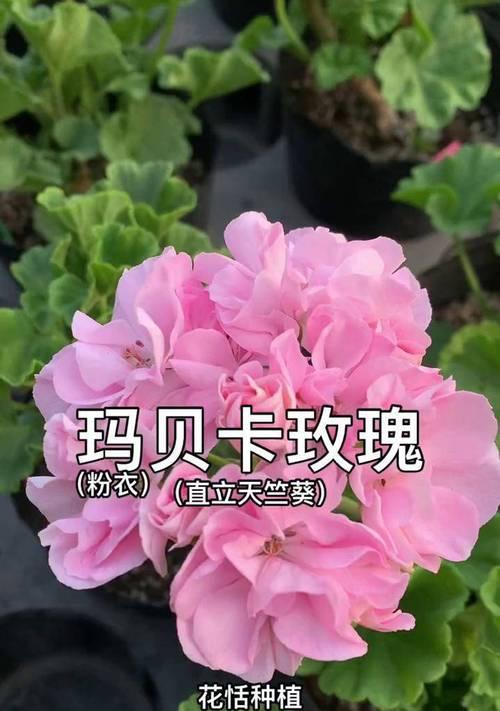 奥里诺科河天竺葵开花的秘诀是什么？
