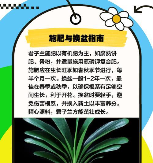 君子兰结果后怎么养护？如何确保君子兰果实健康成长？