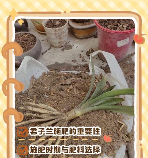 君子兰结果后怎么养护？如何确保君子兰果实健康成长？
