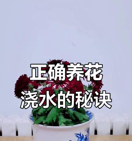中非养花技巧有哪些？在中非地区养花需要注意哪些特殊事项？