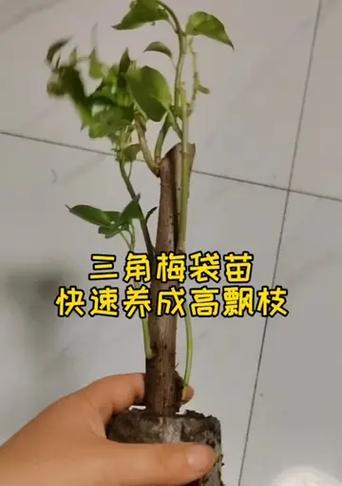 三角梅小苗修剪飘枝的方法有哪些？