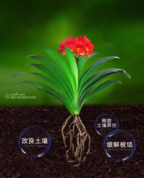 君子兰开花需要什么肥料？如何正确施肥？