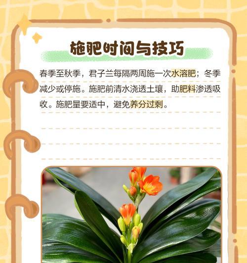 君子兰开花需要什么肥料？如何正确施肥？