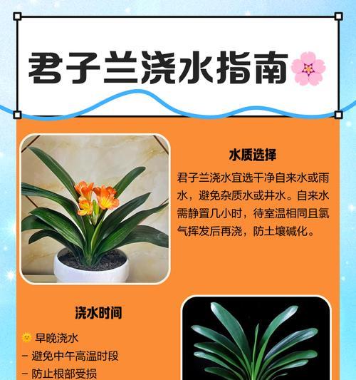 君子兰土壤干燥到什么程度需要浇水？