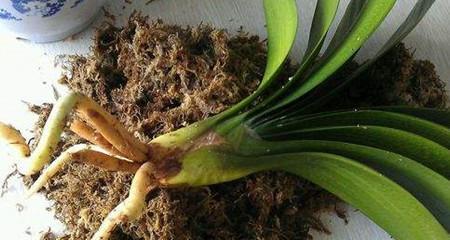 水苔种植君子兰籽的方法是什么？