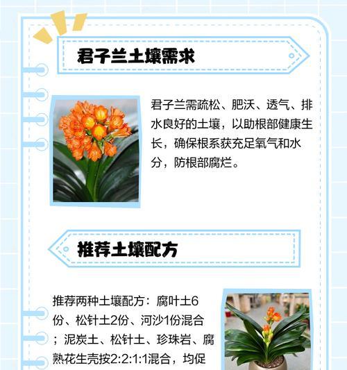 水苔种植君子兰籽的方法是什么？