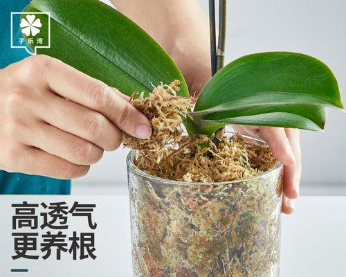 水苔种植君子兰籽的方法是什么？