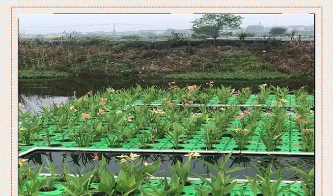 老桩水生植物有哪些种类？如何养护？