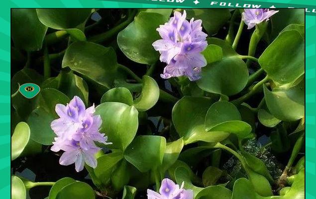 老桩水生植物有哪些种类？如何养护？