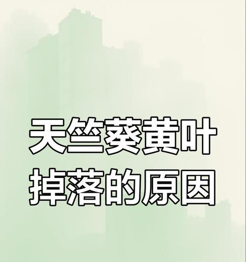 天竺葵出现黄叶的可能原因是什么？