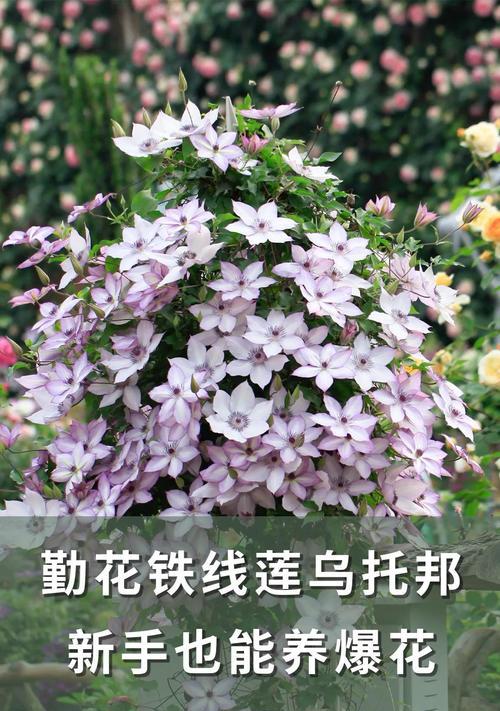 乌托邦铁线莲的养护技巧及是否需要打顶？
