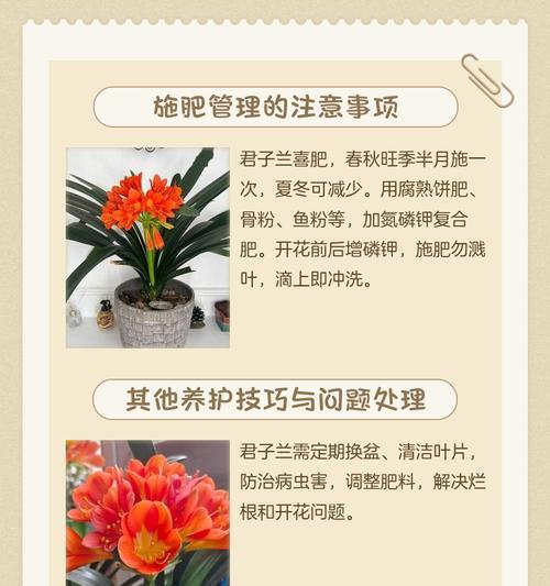 君子兰春季晒根的正确方式？晒根对君子兰生长有何益处？