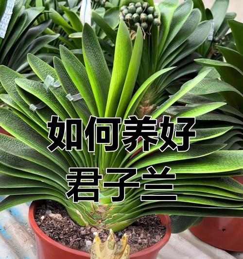 君子兰春季晒根的正确方式？晒根对君子兰生长有何益处？