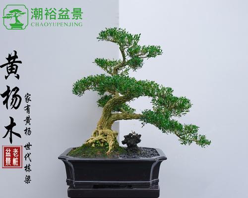 黄杨叶子发黄应该怎么办？