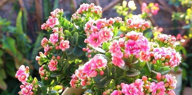 冬季适合播种哪些花草？
