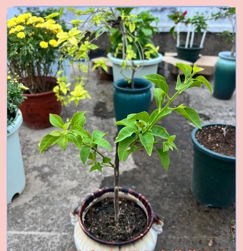 如何将袋苗三角梅培养成粗壮的植株？