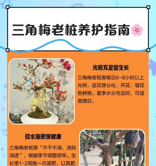 如何将袋苗三角梅培养成粗壮的植株？