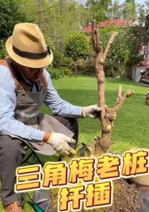 如何将袋苗三角梅培养成粗壮的植株？