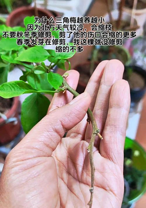 如何有效防止三角梅缩枝？