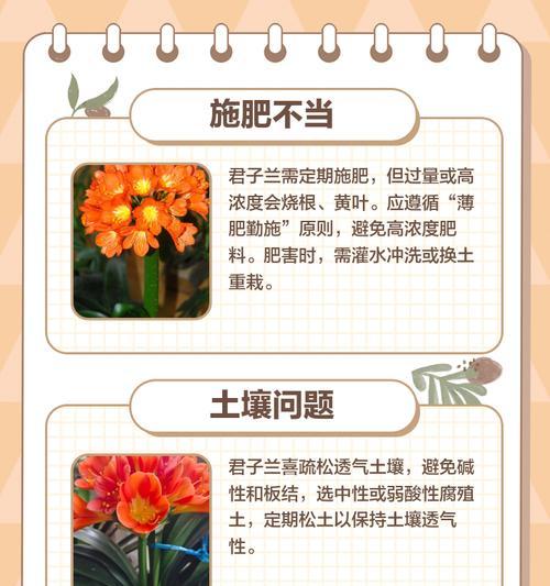 君子兰什么时候栽倒栽？最佳栽种时间是什么时候？