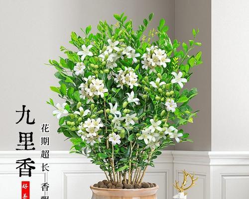 阳台盆栽易活的花卉有哪些？