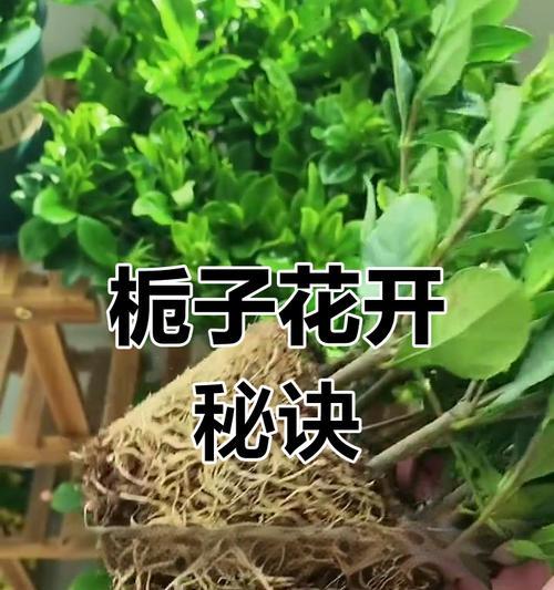 封闭阳台养栀子花需要注意什么？有哪些技巧？