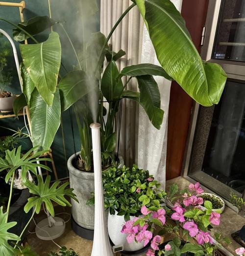 封闭阳台养栀子花需要注意什么？有哪些技巧？