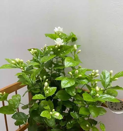 封闭阳台养栀子花需要注意什么？有哪些技巧？