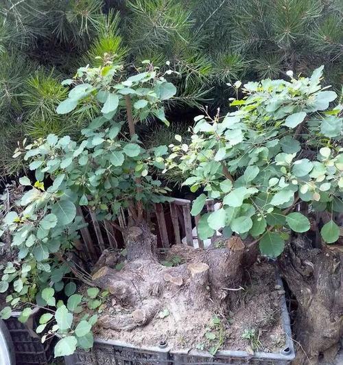 黄栌根盆景的种植步骤是什么？怎样确保其生长良好？