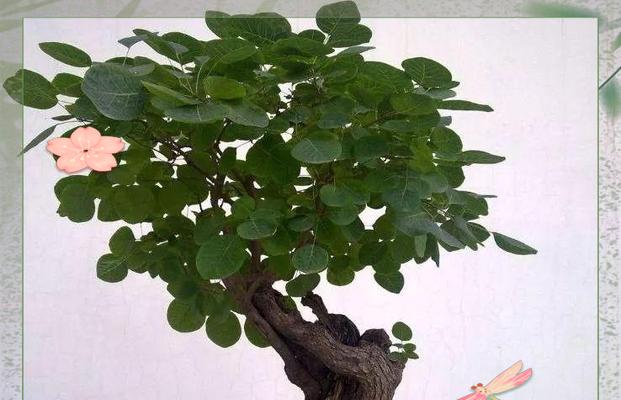黄栌根盆景的种植步骤是什么？怎样确保其生长良好？