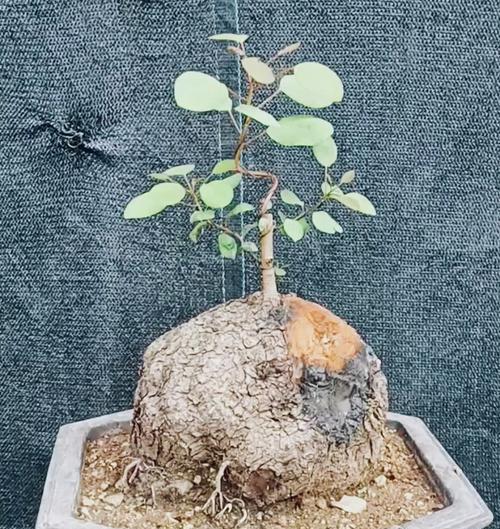 黄栌根盆景的种植步骤是什么？怎样确保其生长良好？