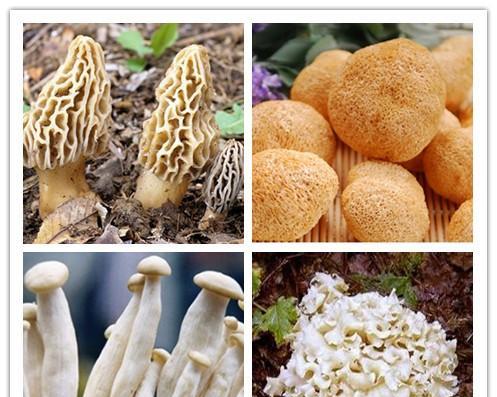 水生植物中常见的野生菇类有哪些？