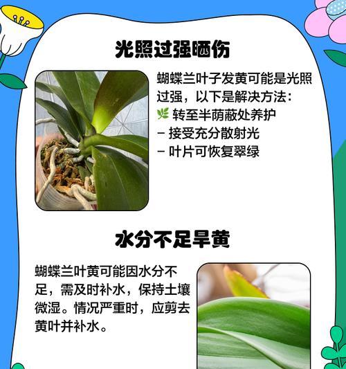 黄蝴蝶什么季节播种最好？最佳时间是什么时候？
