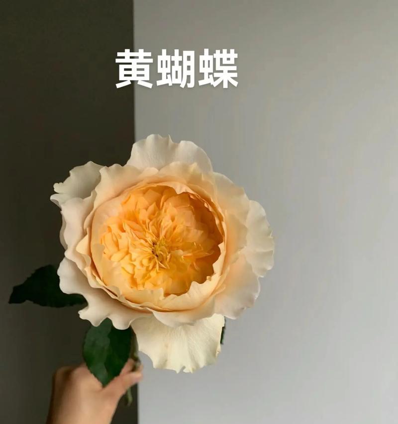 黄蝴蝶什么季节播种最好？最佳时间是什么时候？