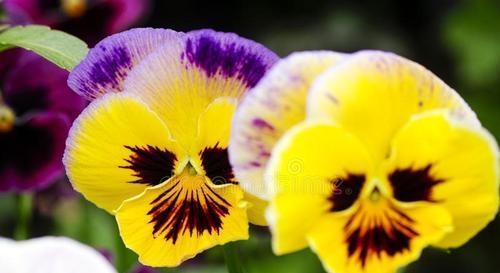 黄蝴蝶什么季节播种最好？最佳时间是什么时候？