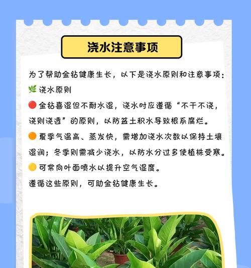 金钻幼苗吸水盆叶子发黄怎么办？如何正确处理？