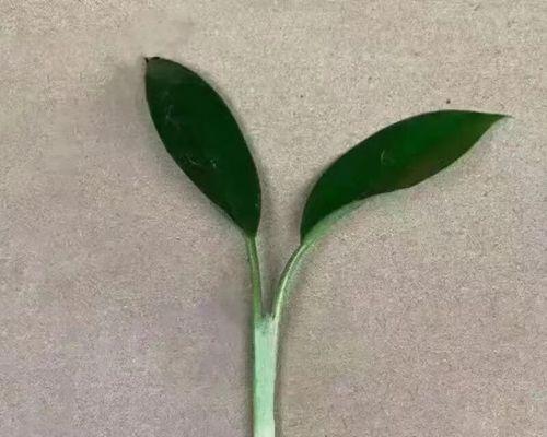 金钻幼苗吸水盆叶子发黄怎么办？如何正确处理？