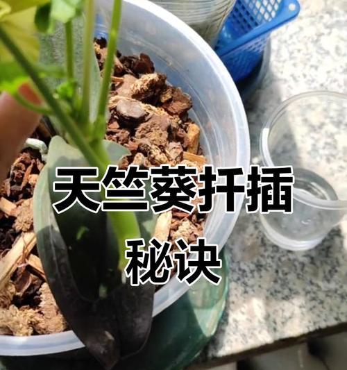 天津夏季天竺葵的养护方法是什么？