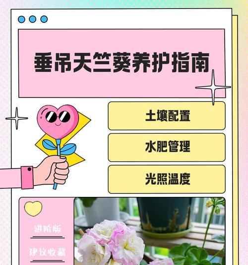 天津夏季天竺葵的养护方法是什么？