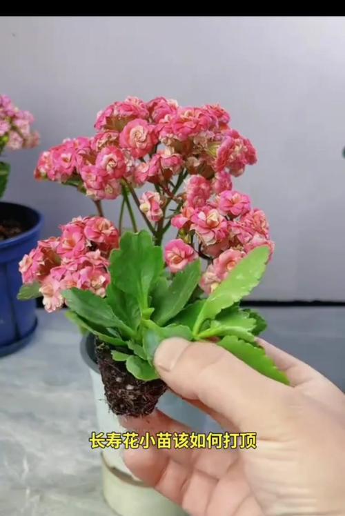 天竺葵怎么养能老桩成活？老桩养护的秘诀是什么？