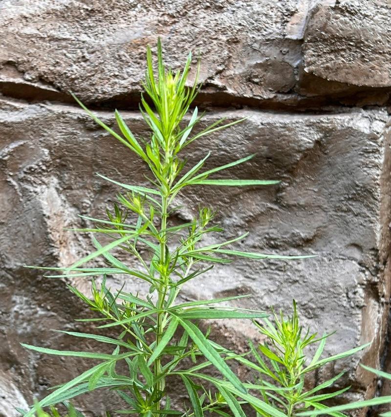 随着季节变化的观赏植物有哪些草？四季变化中适宜的植物是什么？